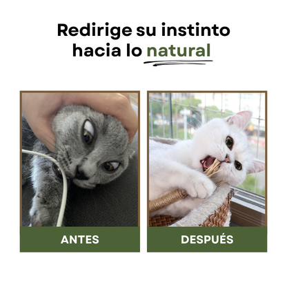 Sticks de silvervine
